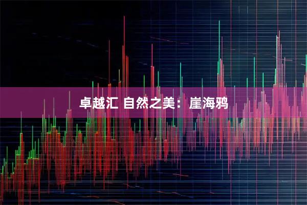 卓越汇 自然之美：崖海鸦